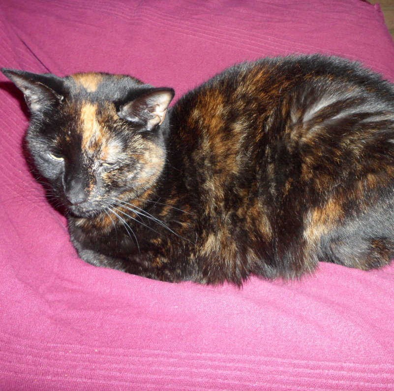 Cat lying comfy on purple blanket