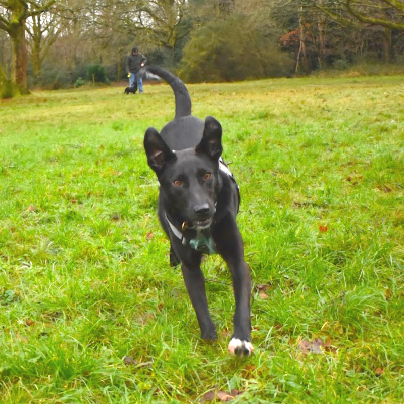 Black dog being walked in field