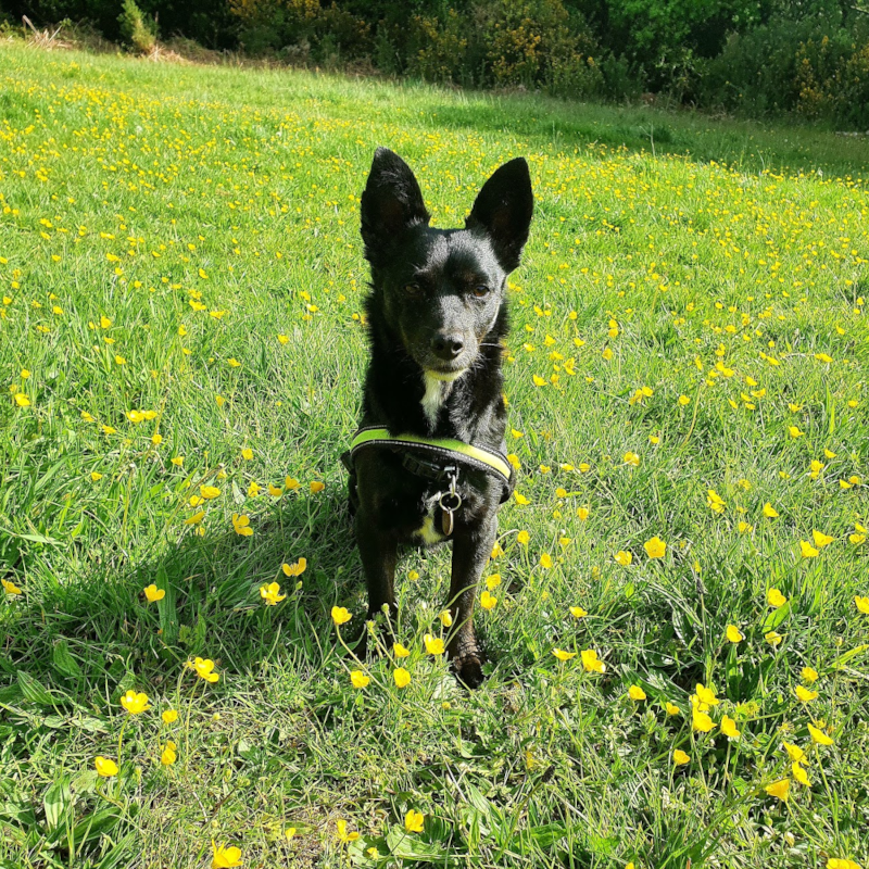 Dog sitting in meadow